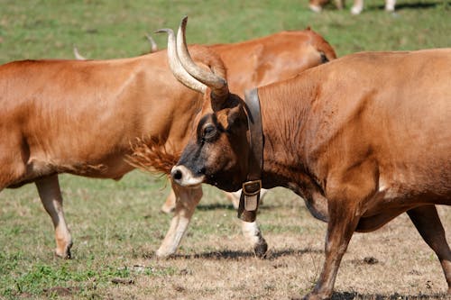 Brown Cachena with a Cowbell