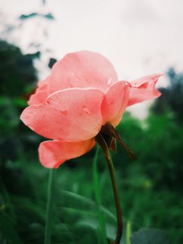 郁郁葱葱的花园中，一朵带有水滴的粉红玫瑰充满活力的特写，展现了自然之美