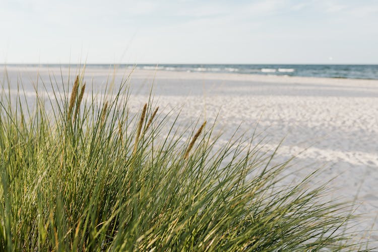 Wild Grass Growing On Beach