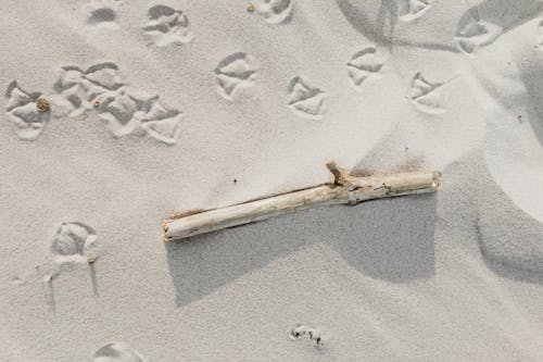 Free Cut Tree Branch on White Sand Stock Photo