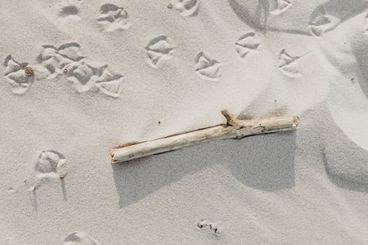 A piece of driftwood on white sand surrounded by bird footprints. Minimalist beach scene.