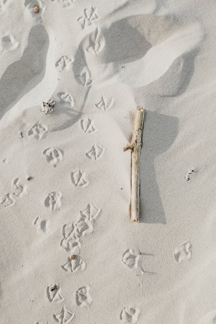 Dried Stick On White Sand