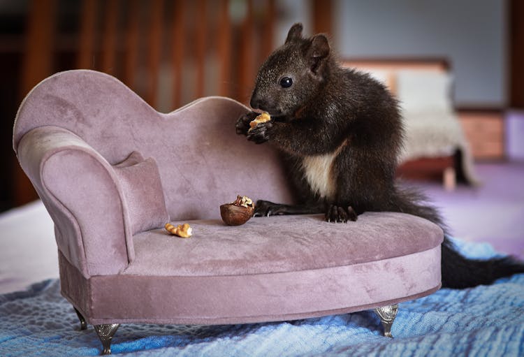 Black Squirrel Eating Nuts 