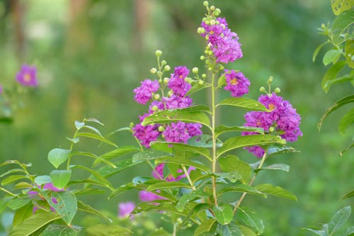 Free stock photo of beautiful flower, beauty of nature, beutiful view Stock Photo