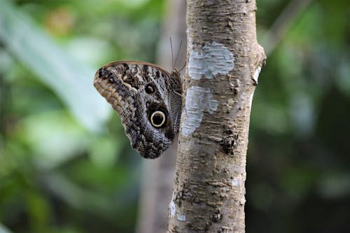 Brown and Black Butterfly Perched on a Tree Trunk