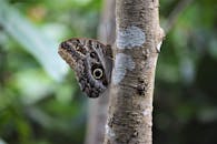 Brown and Black Butterfly Perched on a Tree Trunk