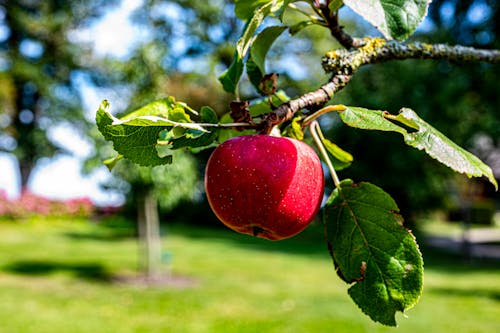 Free stock photo of apple, apple fruit, apple tree