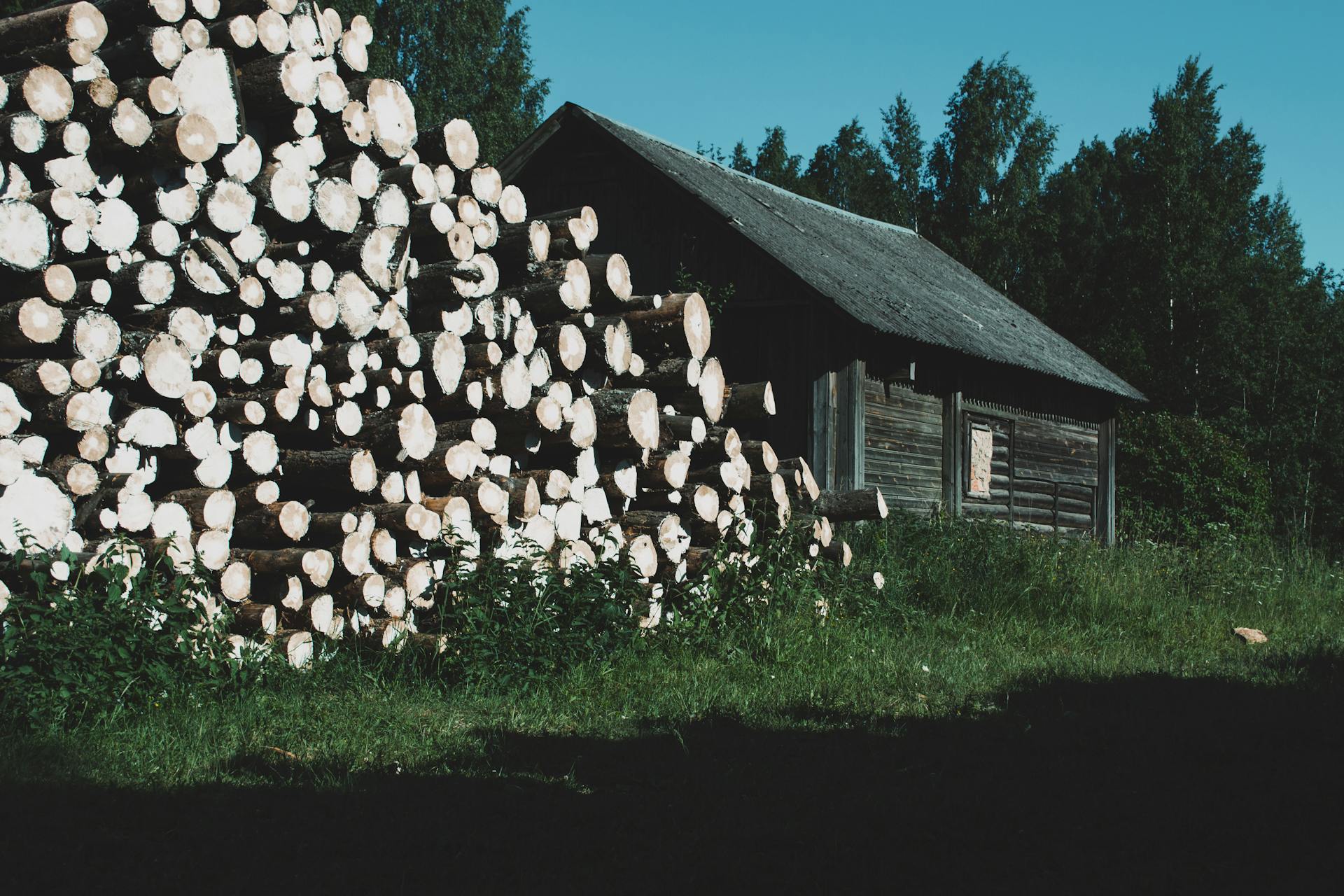 Pile of dry tree trunks on lawn against aged wooden shed and green trees under blue sky