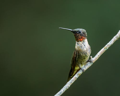 Small ruby throated hummingbird with long beak and white feathers with red and brown spots sitting on thick leafless sprig in nature in daylight