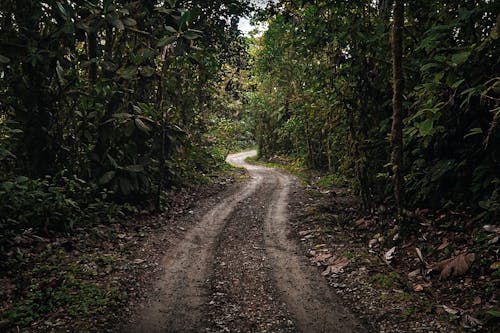 бесплатная Бесплатное стоковое фото с грязная дорога, деревья, дикие растения Стоковое фото