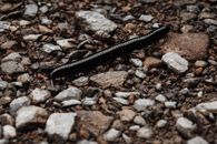 Black Centipede Crawling on Rocky Ground