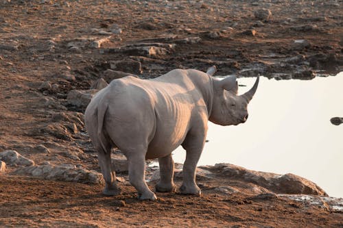Gray Rhinoceros Near a Pod of Water