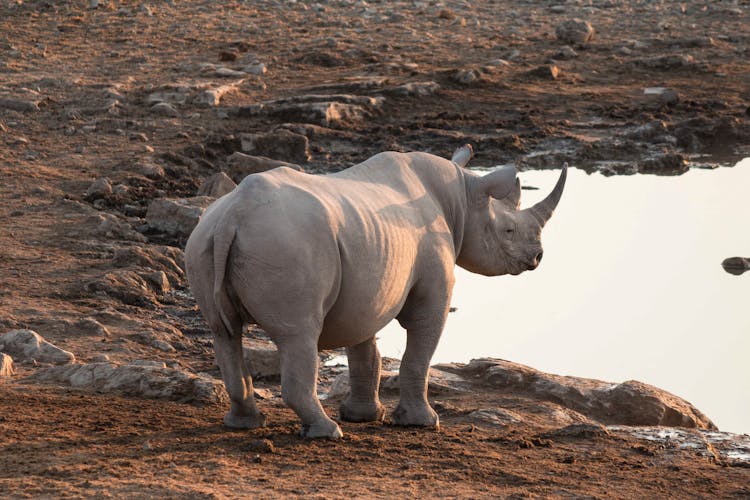 Gray Rhinoceros Near A Pod Of Water