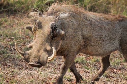 Imagine de stoc gratuită din animal, faună sălbatică, fotografie de animale