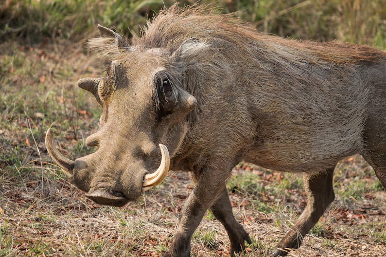 A Warthog In The Wild