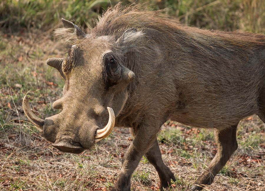 Close-up of a warthog walking in North-West Botswana, showcasing its natural habitat.