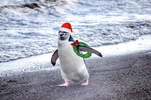 Безкоштовне стокове фото на тему «penquin de barbilla, Антарктида, Пінгвін»