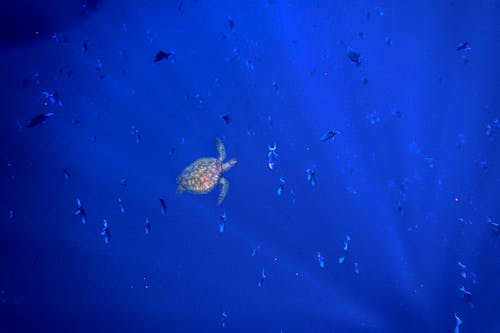 다이빙, 바다 거북, 버니 케인의 무료 스톡 사진