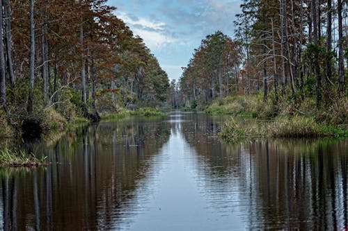 Безкоштовне стокове фото на тему «okefenokee болото, водно-болотні угіддя, Грузія»