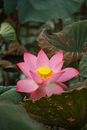 Pink Lotus Flower in Bloom