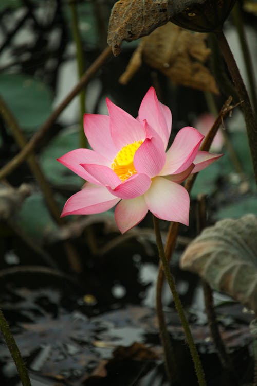 Pink Lotus Flower in Bloom