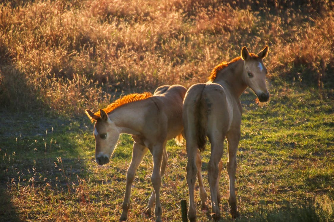 Foto profissional grátis de cavalos montana, potro, potros jovens