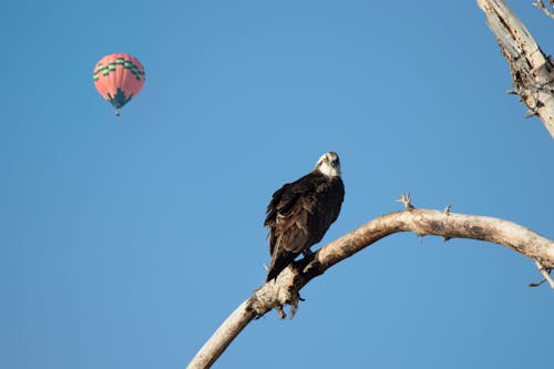 Imagine de stoc gratuită din faună sălbatică, osprey, 보데 바란