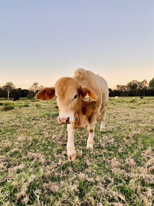 Brown and White Cow on Green Grass Field