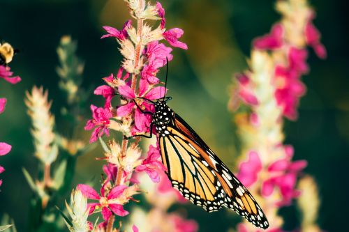 Free Stunning close-up of a monarch butterfly perched on vibrant pink flowers. Stock Photo