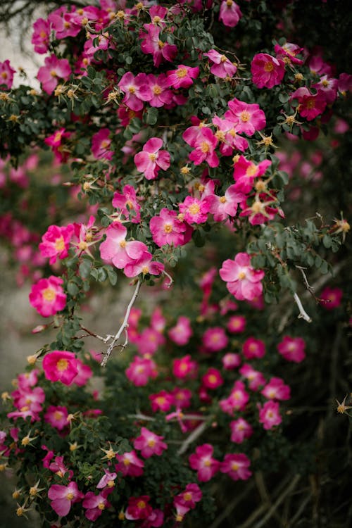 Δωρεάν στοκ φωτογραφιών με rosa pendulina, αλπικό τριαντάφυλλο, ανάπτυξη