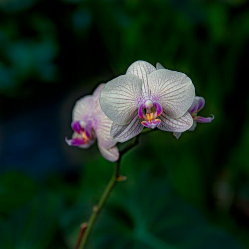 Imagine de stoc gratuită din a închide, botanic, exotic