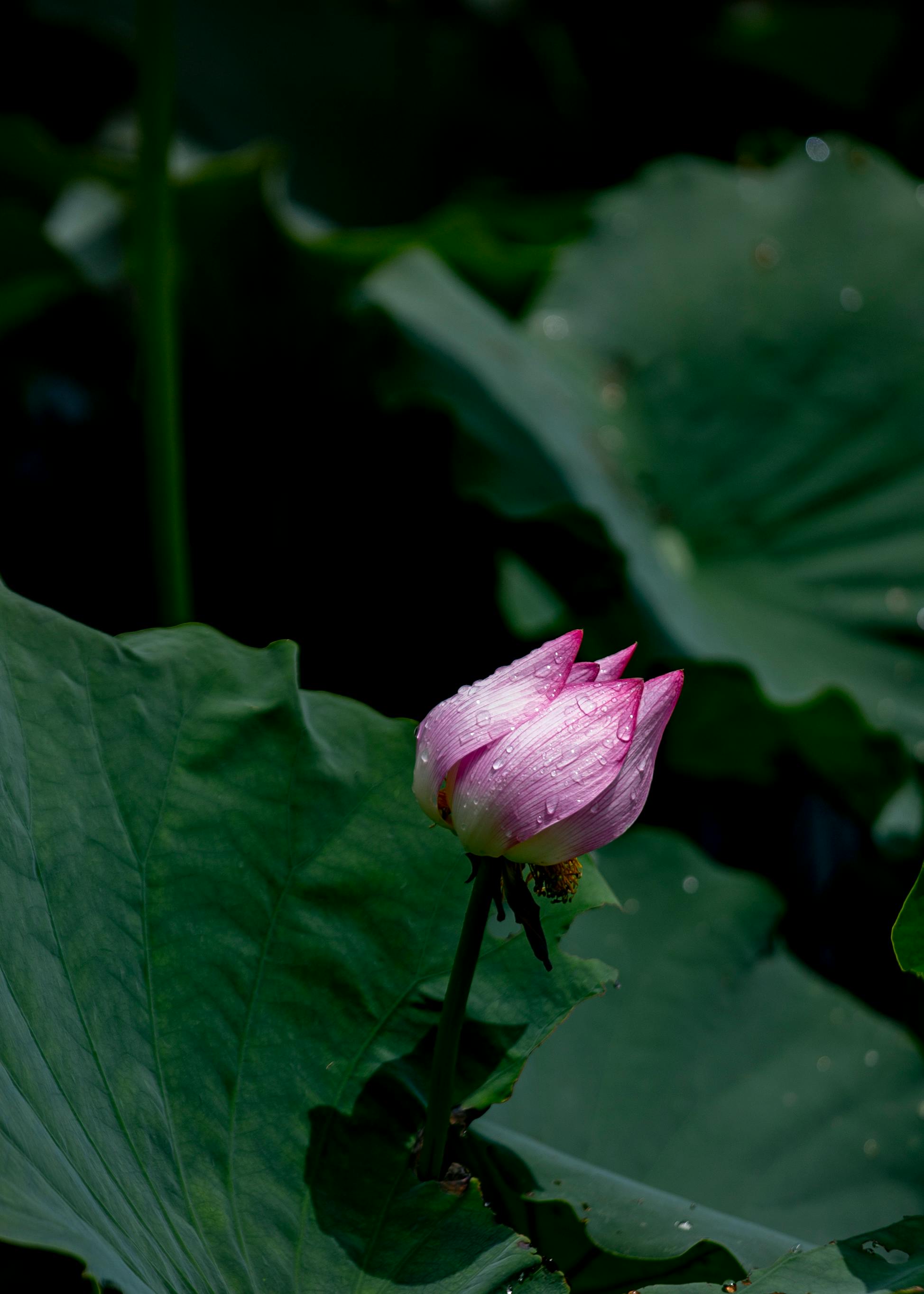 Detailed shot of a pink lotus bud with water droplets on green leaves, creating a lush and serene feel.