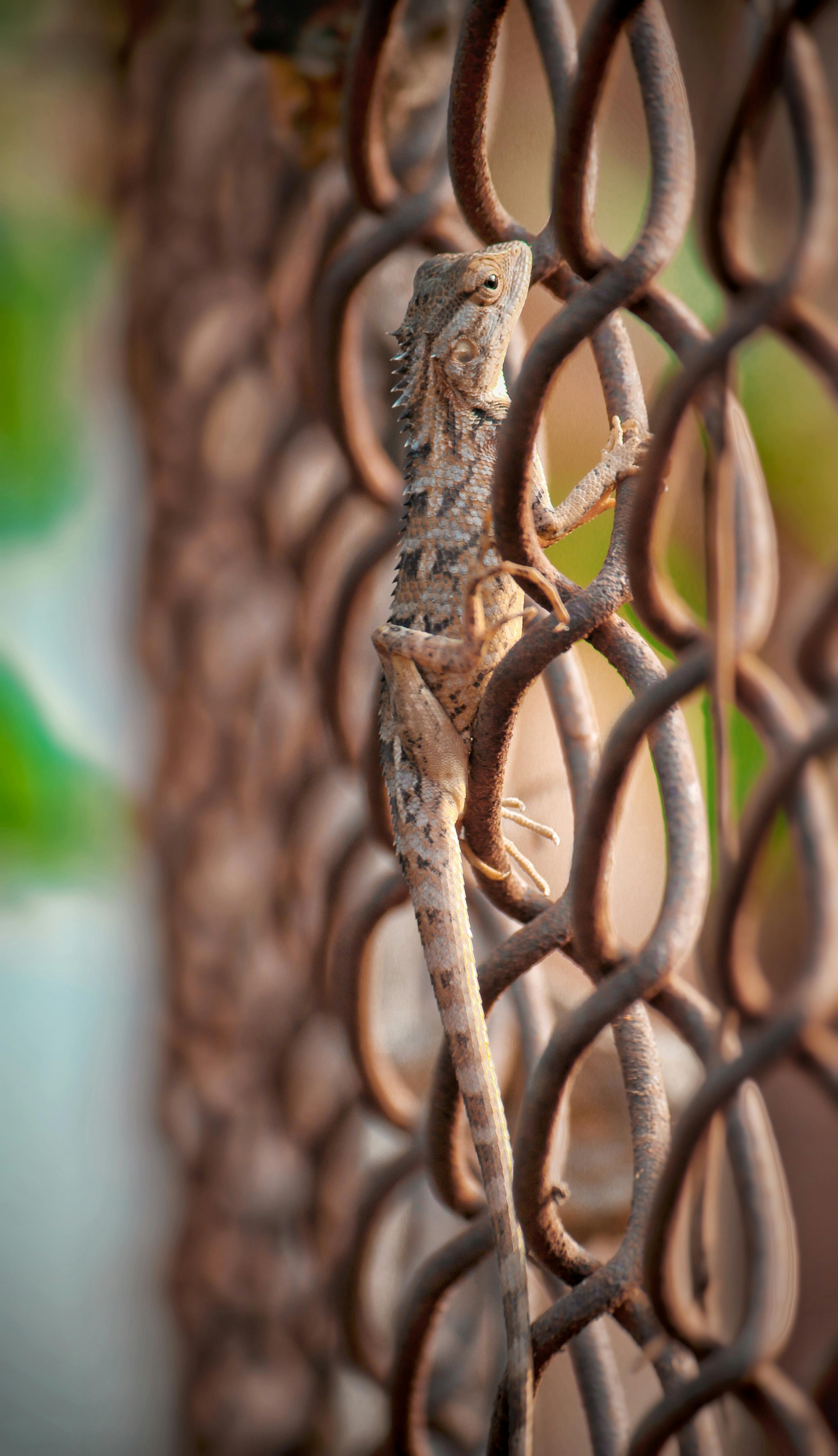 lizard on a metal chain link fence