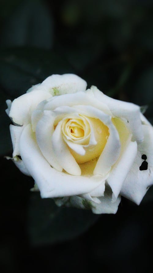 Close-up of a White Rose 