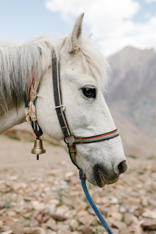 Graceful gray horse in mountainous countryside