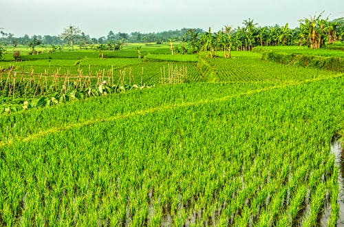 Ingyenes stockfotó hántolatlan rizs, mező, mezőgazdaság témában