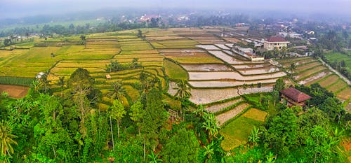 Aerial View of Rice Paddies