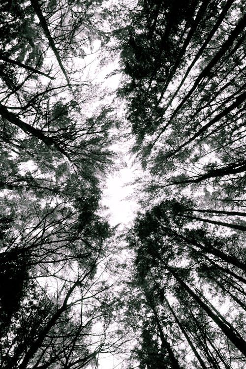 açık hava, ağaç gövdeleri, ağaçlar içeren Ücretsiz stok fotoğraf