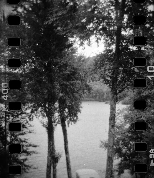 Grayscale Photo of Trees in the Forest