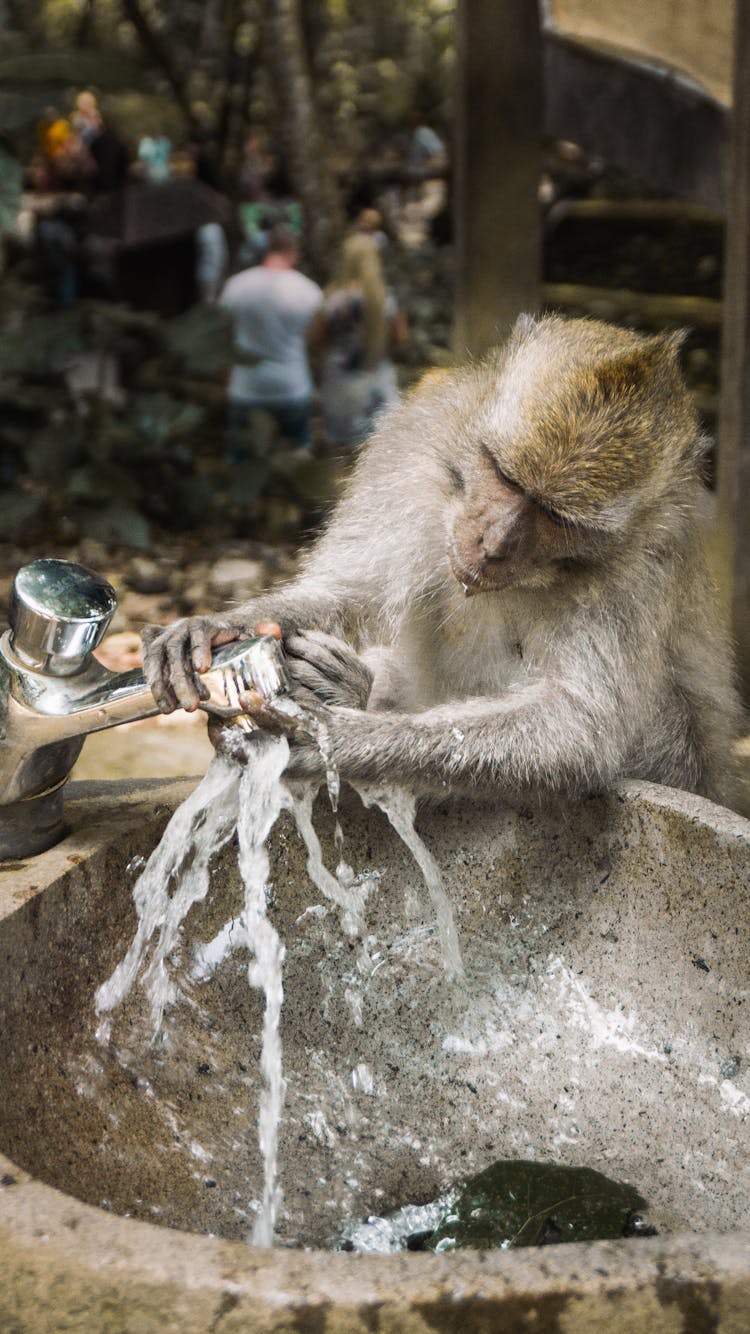 A Brown Monkey Washing Hands Using Faucet