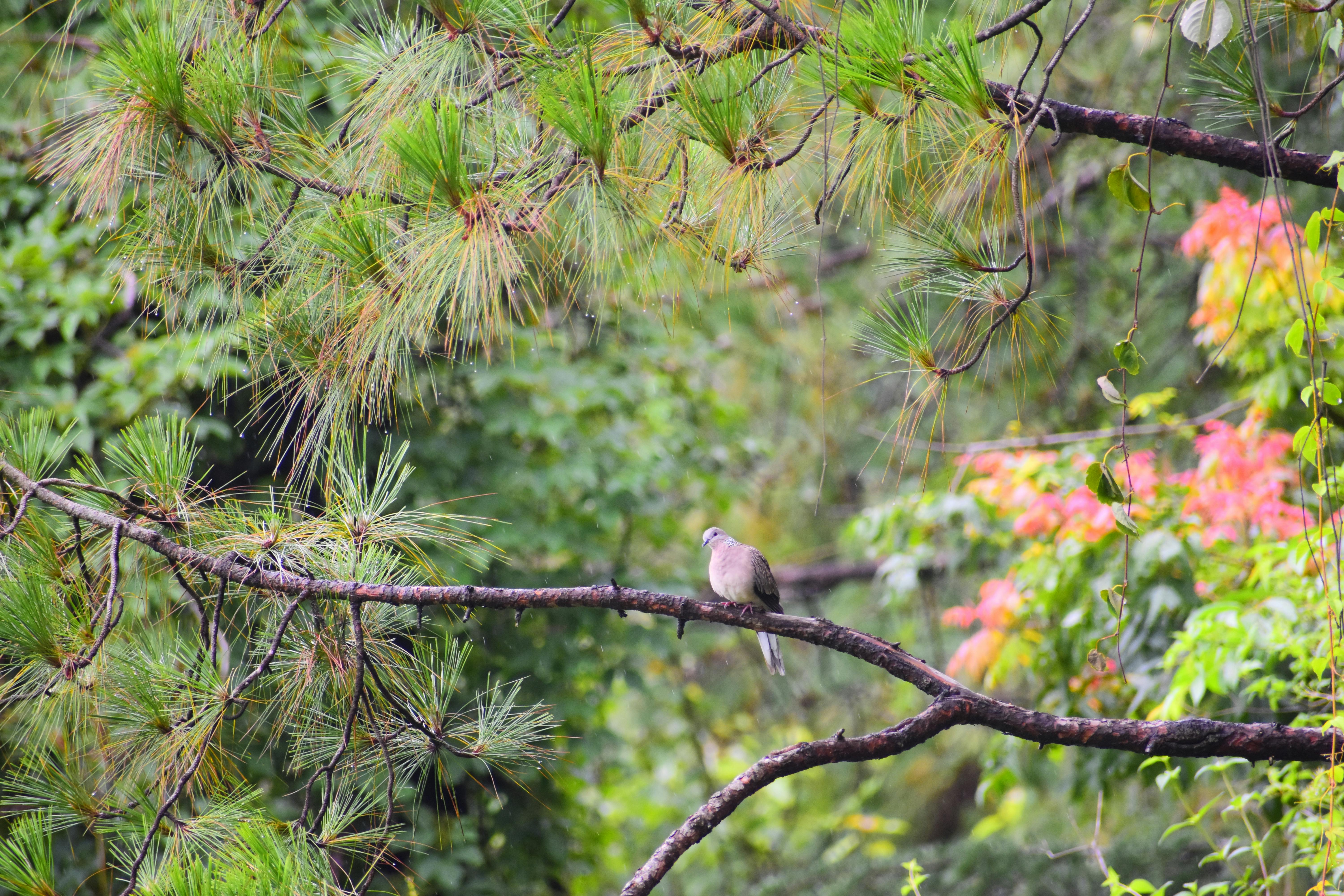 O pasăre mică și maro, cocoțată pe o ramură, ilustrând adaptabilitatea guguștiucului la diverse medii, inclusiv cel urban.