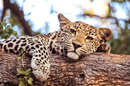 Free A calm leopard lounges on a tree branch in the wild, showcasing its natural habitat. Stock Photo