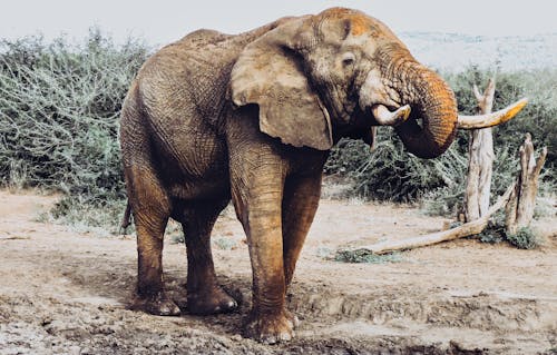 Free Grey Elephant Walking on Dirt Ground Stock Photo