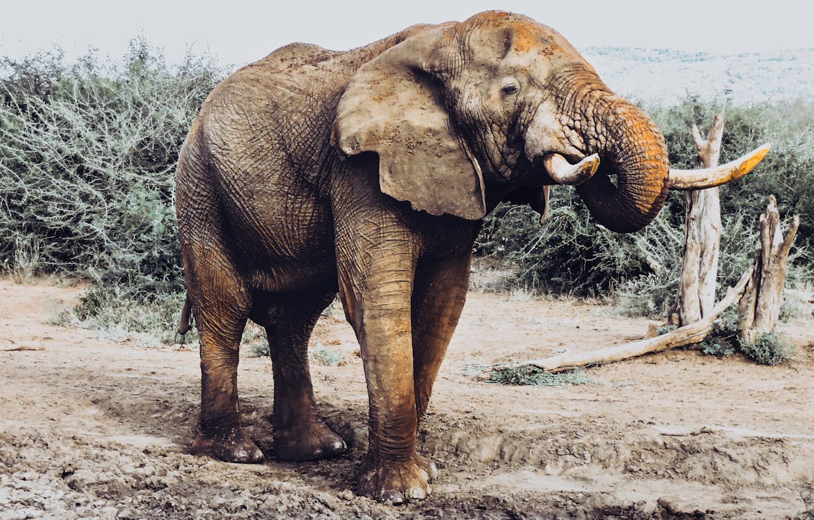 Grey Elephant Walking on Dirt Ground