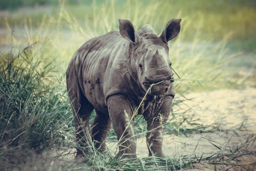 Brown Rhinoceros on Brown Grassland