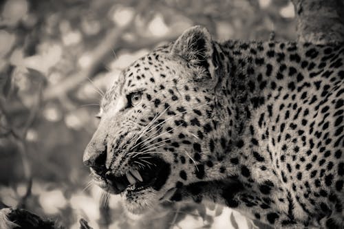 Free Leopard in Close Up Photography Stock Photo