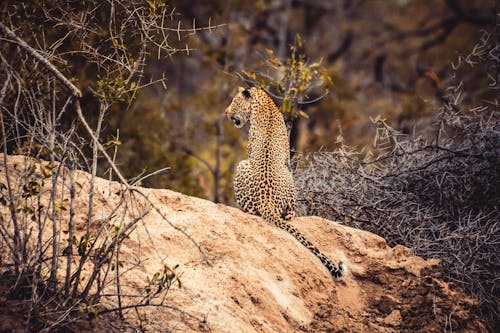 Cheetah on Brown Rock