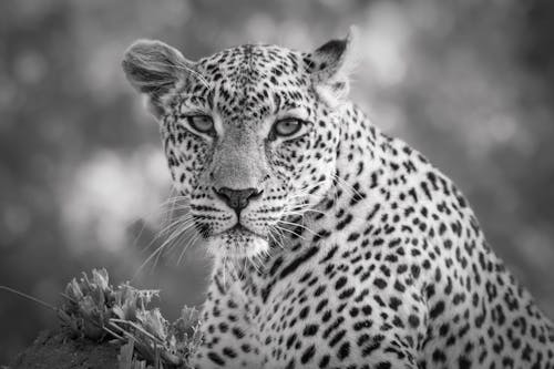 Grayscale Photo of Cheetah on Grass