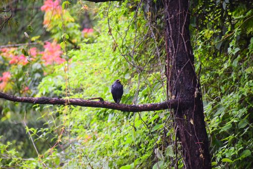Free stock photo of bird, wildlife, wildlife photography Stock Photo