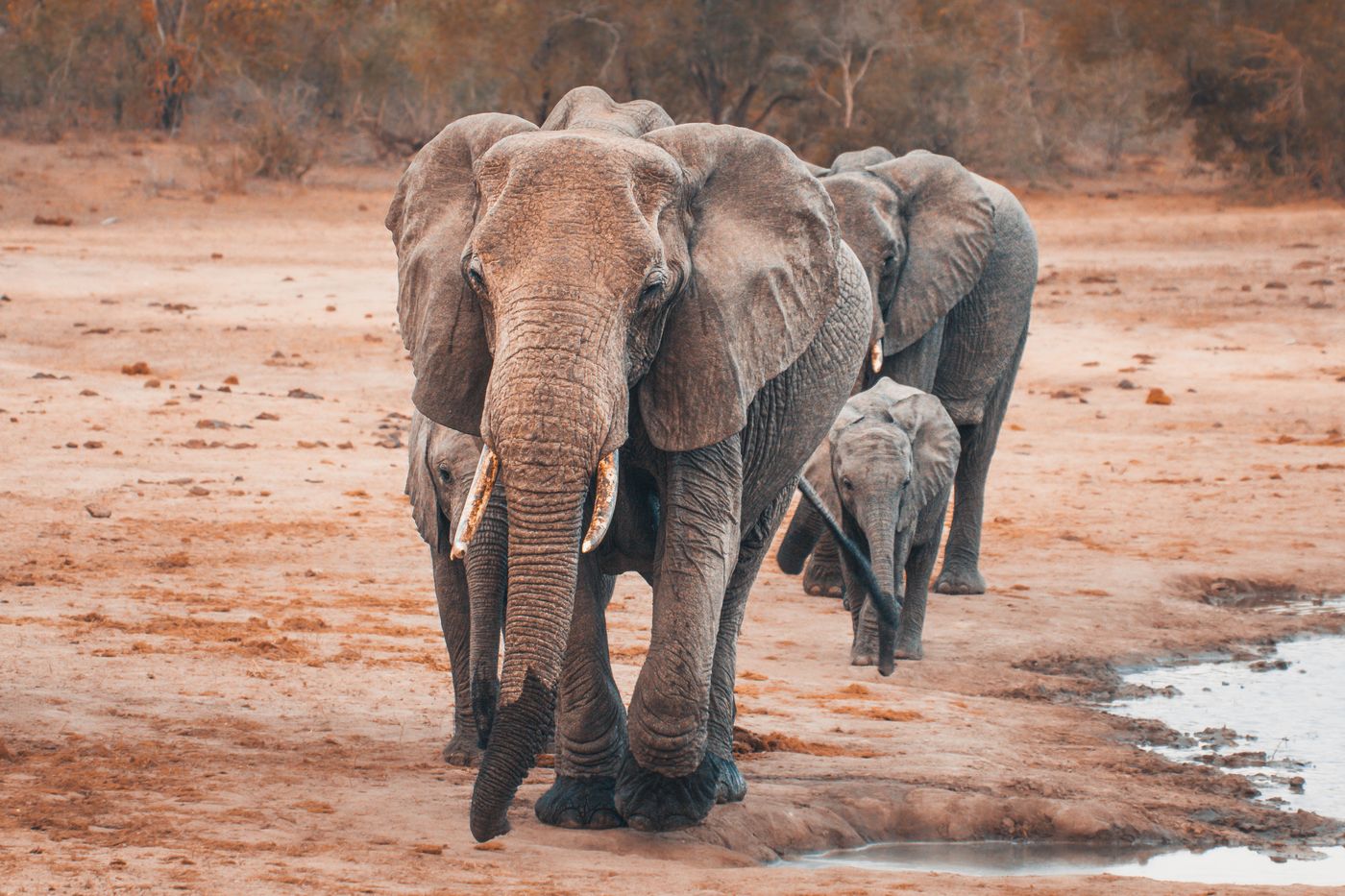 A herd of elephants on the move through open savannah woodland